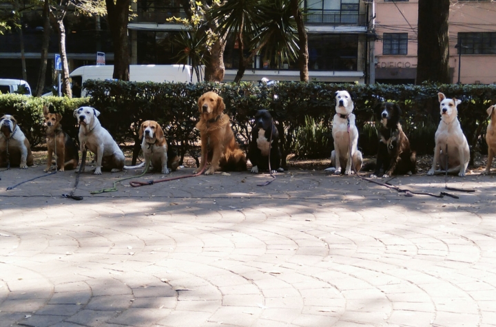 Paseador de perros