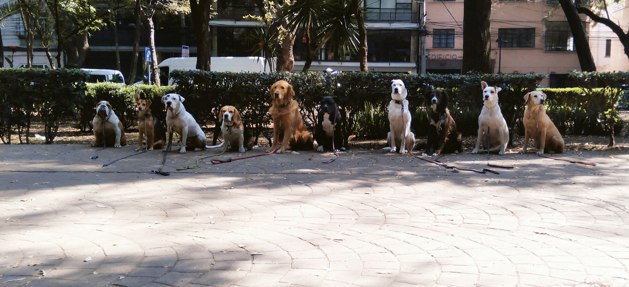 Paseador de perros